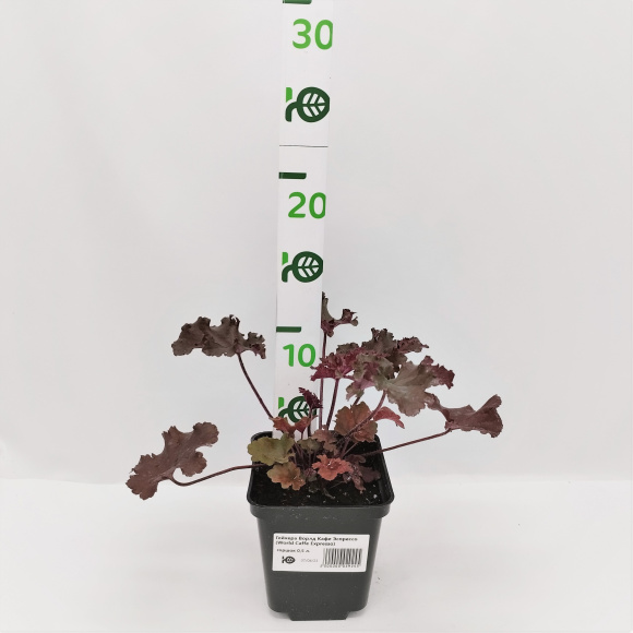 Гейхера Ворлд Кафе Эспрессо (World Caffe Espresso) купить с доставкой Гейхера Ворлд Кафе Эспрессо (World Caffe Espresso) купить с доставкой