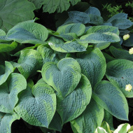 Хоста Олив Бэйли Лангдон (Olive Bailey Langdon) [L]