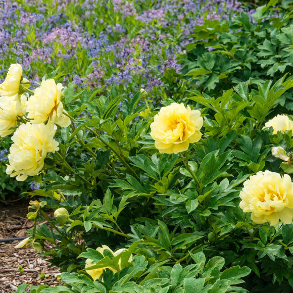 Пион ИТО Бартзелла (Bartzella) купить с доставкой Пион ИТО Бартзелла (Bartzella) купить с доставкой