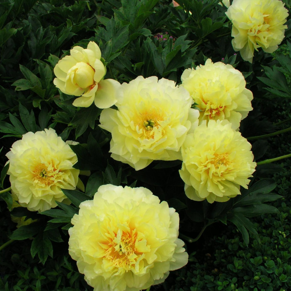 Пион ИТО Бартзелла (Bartzella) купить с доставкой Пион ИТО Бартзелла (Bartzella) купить с доставкой