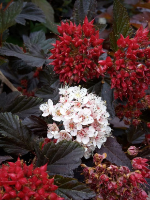 Пузыреплодник Ред Барон (Red Baron)