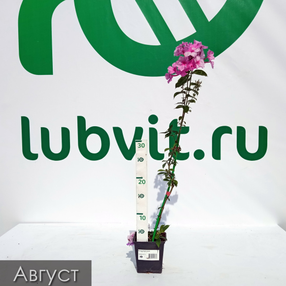 Флокс Седая дама купить с доставкой Флокс Седая дама купить с доставкой