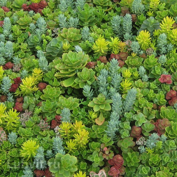 Седум Ассортимент купить с доставкой