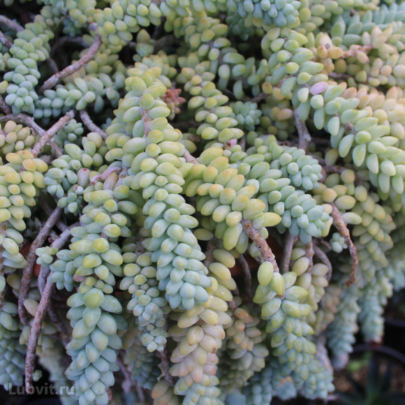 Седум Ассортимент купить с доставкой