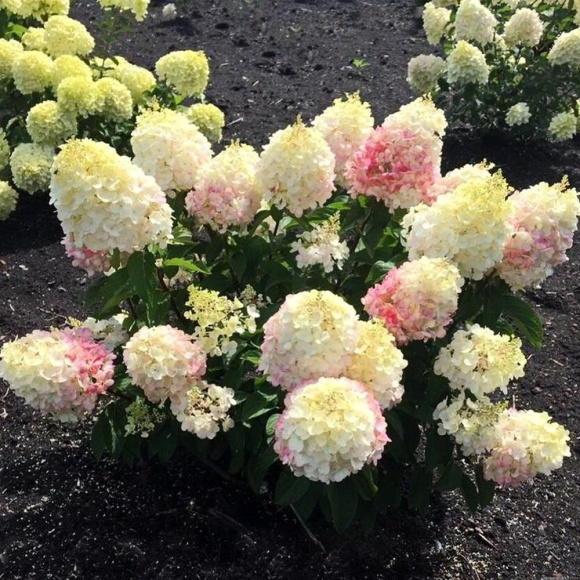 Гортензия Ливинг Пинки Промис (Living Pinky Promise) метельчатая купить с доставкой Гортензия Ливинг Пинки Промис (Living Pinky Promise) метельчатая купить с доставкой