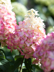 Гортензия Ливинг Пинки Промис (Living Pinky Promise) метельчатая Гортензия Ливинг Пинки Промис (Living Pinky Promise) метельчатая