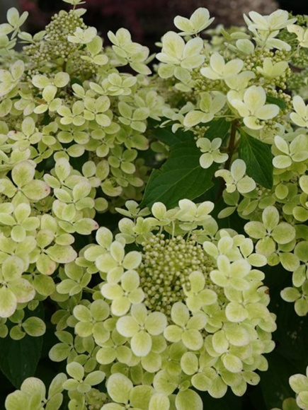 Гортензия Пастель Грин (Pastelgreen) метельчатая купить с доставкой