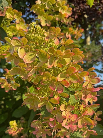 Гортензия Пастель Грин (Pastelgreen) метельчатая купить с доставкой