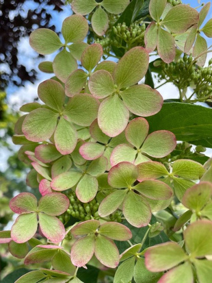 Гортензия Пастель Грин (Pastelgreen) метельчатая