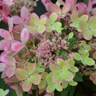 Гортензия Пастель Грин (Pastelgreen) метельчатая Гортензия Пастель Грин (Pastelgreen) метельчатая