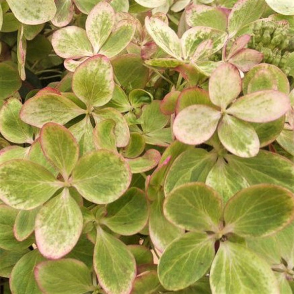 Гортензия Пастель Грин (Pastelgreen) метельчатая купить с доставкой Гортензия Пастель Грин (Pastelgreen) метельчатая купить с доставкой