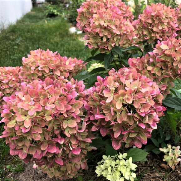 Гортензия Пастель Грин (Pastelgreen) метельчатая купить с доставкой Гортензия Пастель Грин (Pastelgreen) метельчатая купить с доставкой