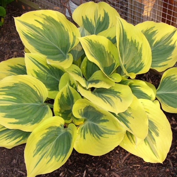 Хоста Либерти (Liberty) [XL] купить с доставкой