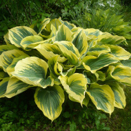 Хоста Либерти (Liberty) [XL]