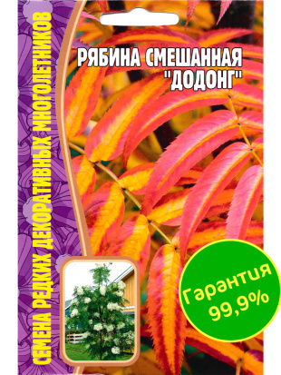 Рябина Додонг смешанная [Семена редких растений]