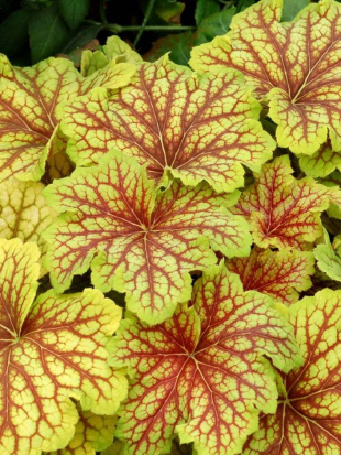 Гейхера Ред Лайтнинг (Red Lighting)