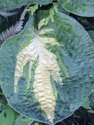 Хоста Попкорн (Popcorn) [M]