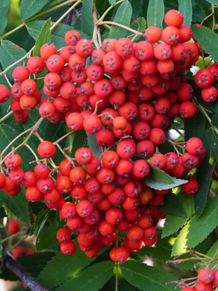 Рябина Рубиновая