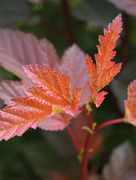 Пузыреплодник Диабло д'Ор Миндиа (Diable d'Or Mindia) купить с доставкой