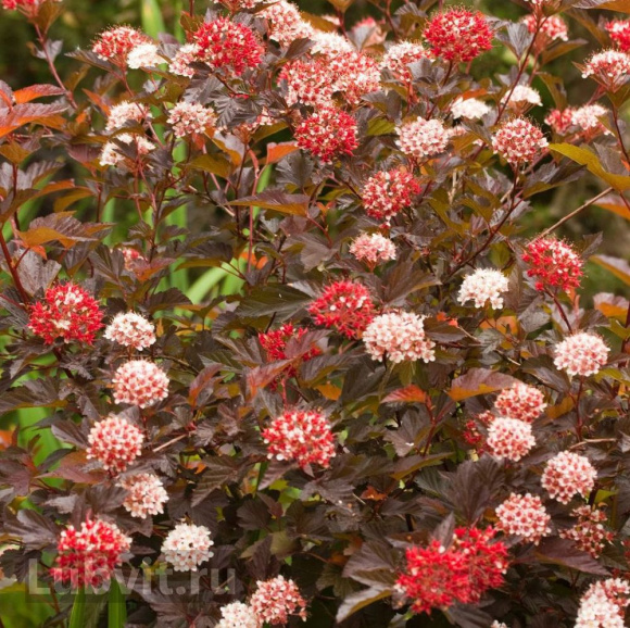 Пузыреплодник Диабло д'Ор Миндиа (Diable d'Or Mindia) купить с доставкой Пузыреплодник Диабло д'Ор Миндиа (Diable d'Or Mindia) купить с доставкой