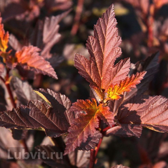 Пузыреплодник Диабло д'Ор Миндиа (Diable d'Or Mindia) купить с доставкой Пузыреплодник Диабло д'Ор Миндиа (Diable d'Or Mindia) купить с доставкой
