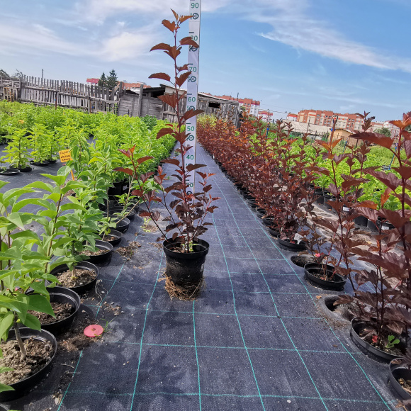 Пузыреплодник Диабло д'Ор Миндиа (Diable d'Or Mindia) купить с доставкой Пузыреплодник Диабло д'Ор Миндиа (Diable d'Or Mindia) купить с доставкой