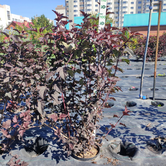 Пузыреплодник Диабло д'Ор Миндиа (Diable d'Or Mindia) купить с доставкой Пузыреплодник Диабло д'Ор Миндиа (Diable d'Or Mindia) купить с доставкой