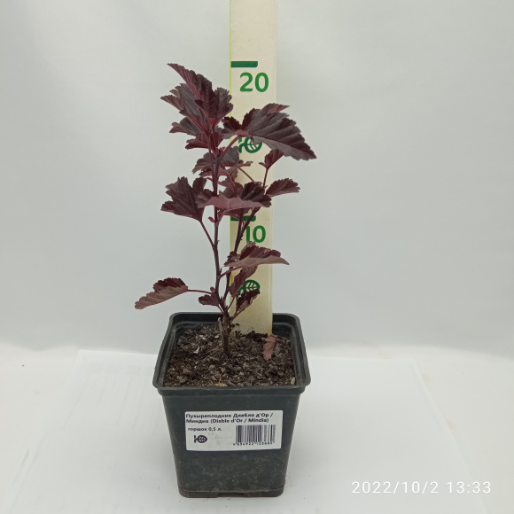 Пузыреплодник Диабло д'Ор Миндиа (Diable d'Or Mindia) купить с доставкой Пузыреплодник Диабло д'Ор Миндиа (Diable d'Or Mindia) купить с доставкой