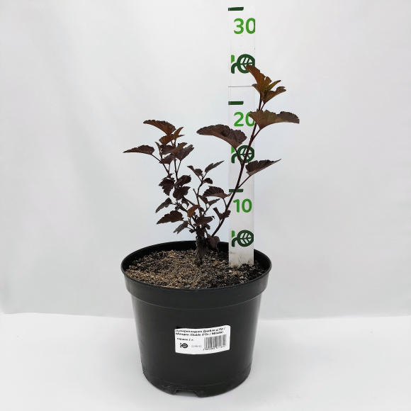 Пузыреплодник Диабло д'Ор Миндиа (Diable d'Or Mindia) купить с доставкой Пузыреплодник Диабло д'Ор Миндиа (Diable d'Or Mindia) купить с доставкой