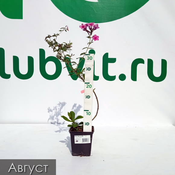 Флокс Мистер Икс купить с доставкой