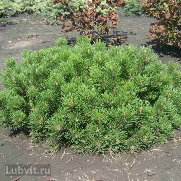 Сосна горная Пумилио (Pumilio) купить с доставкой