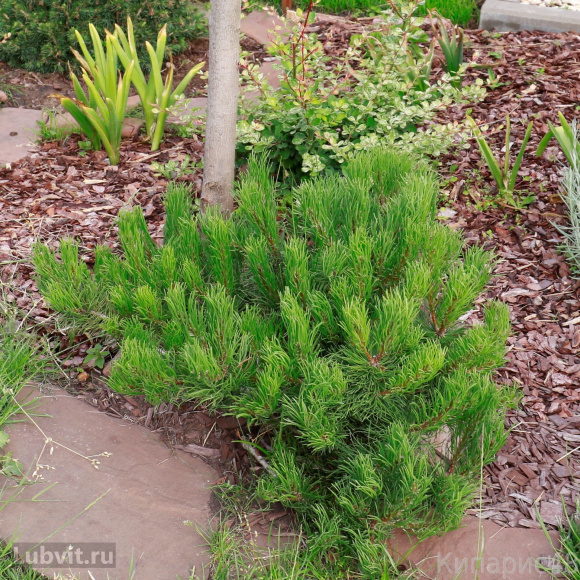 Сосна горная Пумилио (Pumilio), Сосна стланиковая, Кедровый стланик 1с купить с доставкой Сосна горная Пумилио (Pumilio), Сосна стланиковая, Кедровый стланик 1с купить с доставкой