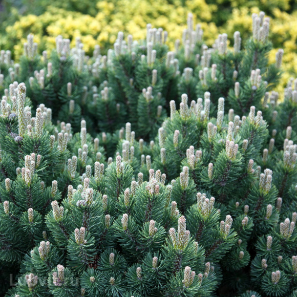 Сосна горная Пумилио (Pumilio), Сосна стланиковая, Кедровый стланик 1с купить с доставкой Сосна горная Пумилио (Pumilio), Сосна стланиковая, Кедровый стланик 1с купить с доставкой