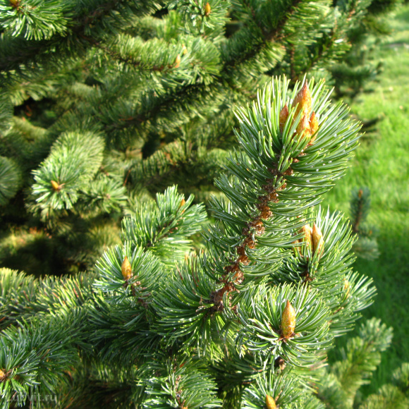 Сосна горная Пумилио (Pumilio), Сосна стланиковая, Кедровый стланик 1с купить с доставкой Сосна горная Пумилио (Pumilio), Сосна стланиковая, Кедровый стланик 1с купить с доставкой