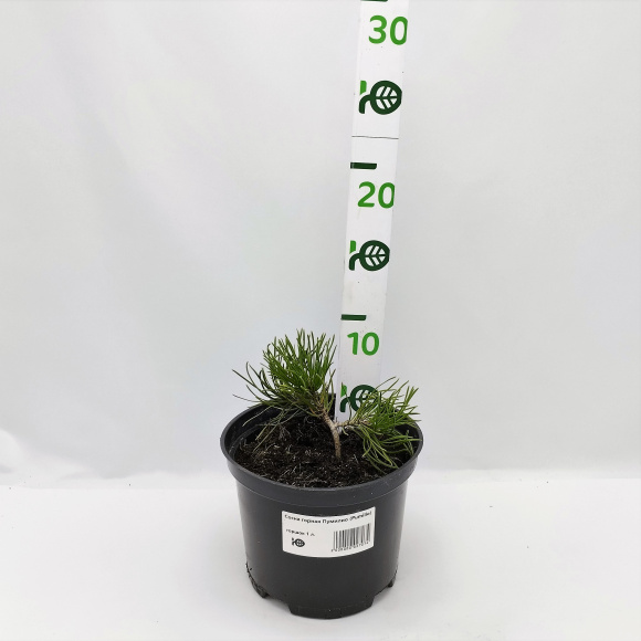 Сосна горная Пумилио (Pumilio), Сосна стланиковая, Кедровый стланик 1с купить с доставкой Сосна горная Пумилио (Pumilio), Сосна стланиковая, Кедровый стланик 1с купить с доставкой