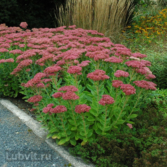 Седум Херсбтфройде (Herbstfreude) купить с доставкой Седум Херсбтфройде (Herbstfreude) купить с доставкой