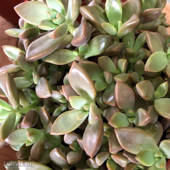 Седум Херсбтфройде (Herbstfreude) купить с доставкой Седум Херсбтфройде (Herbstfreude) купить с доставкой