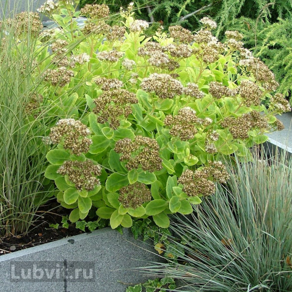 Седум Херсбтфройде (Herbstfreude) купить с доставкой