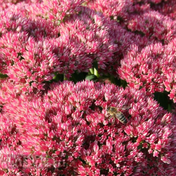 Седум Херсбтфройде (Herbstfreude) купить с доставкой Седум Херсбтфройде (Herbstfreude) купить с доставкой