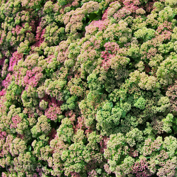 Седум Херсбтфройде (Herbstfreude) купить с доставкой Седум Херсбтфройде (Herbstfreude) купить с доставкой