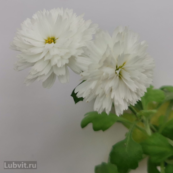 Хризантема мультифлора Коко Шанель купить с доставкой Хризантема мультифлора Коко Шанель купить с доставкой