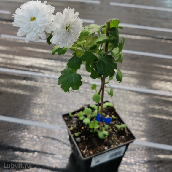 Хризантема мультифлора Коко Шанель купить с доставкой Хризантема мультифлора Коко Шанель купить с доставкой