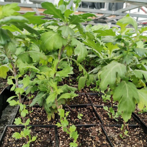 Хризантема мультифлора Коко Шанель купить с доставкой Хризантема мультифлора Коко Шанель купить с доставкой