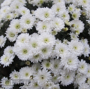 Хризантема мультифлора Коко Шанель