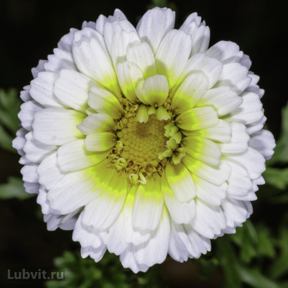 Хризантема мультифлора Коко Шанель купить с доставкой Хризантема мультифлора Коко Шанель купить с доставкой