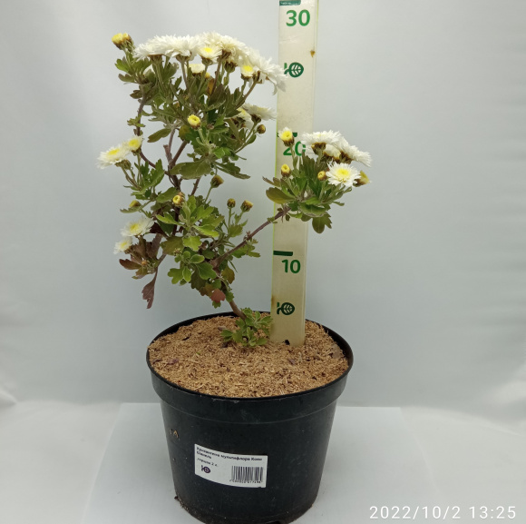 Хризантема мультифлора Коко Шанель купить с доставкой Хризантема мультифлора Коко Шанель купить с доставкой