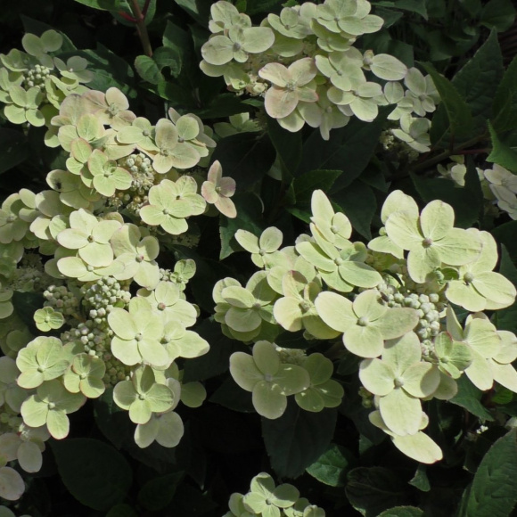 Гортензия Полистар (Polestar) метельчатая купить с доставкой