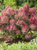Гортензия Петит Стар (Petite Star) метельчатая купить с доставкой