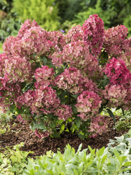 Гортензия Петит Стар (Petite Star) метельчатая купить с доставкой