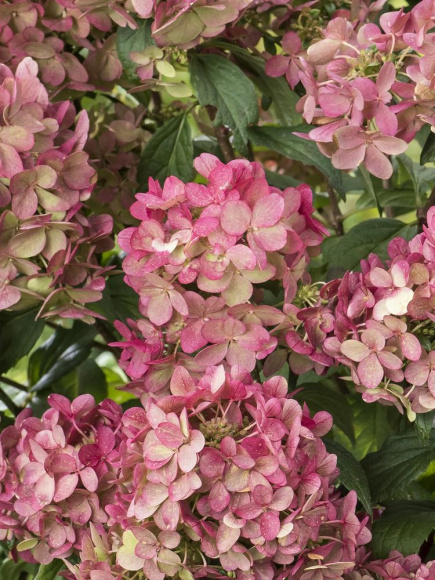 Гортензия Петит Стар (Petite Star) метельчатая купить с доставкой